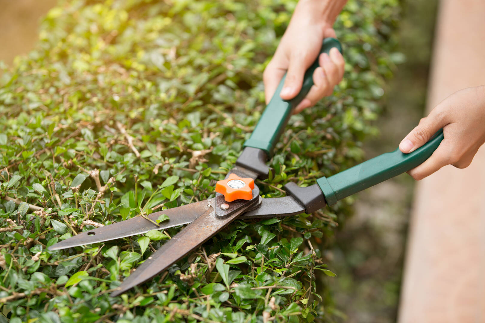 Vista Tree Service