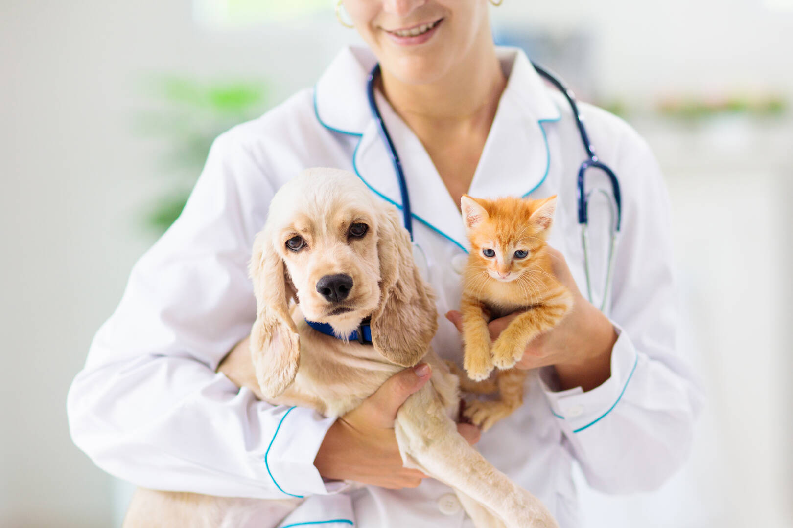 Alta Animal Hospital