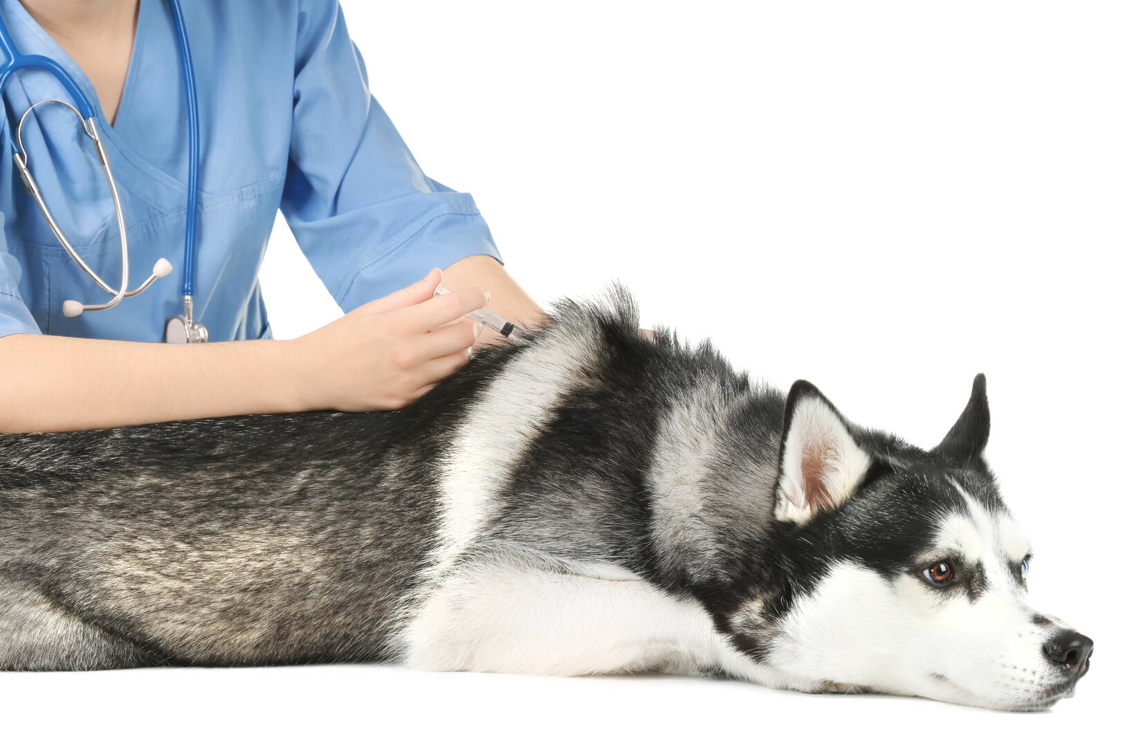 All Creatures Animal Care Center