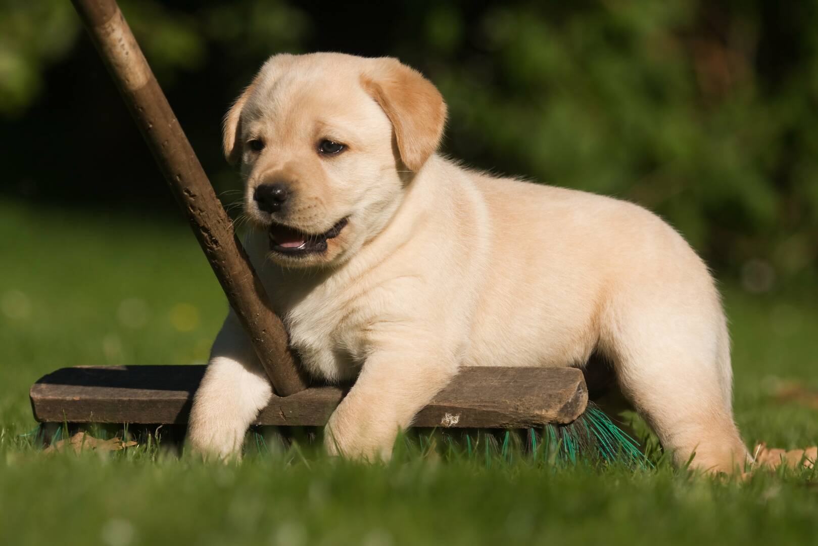 Happy Tails Lodge